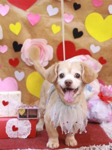 20230224ピースくん